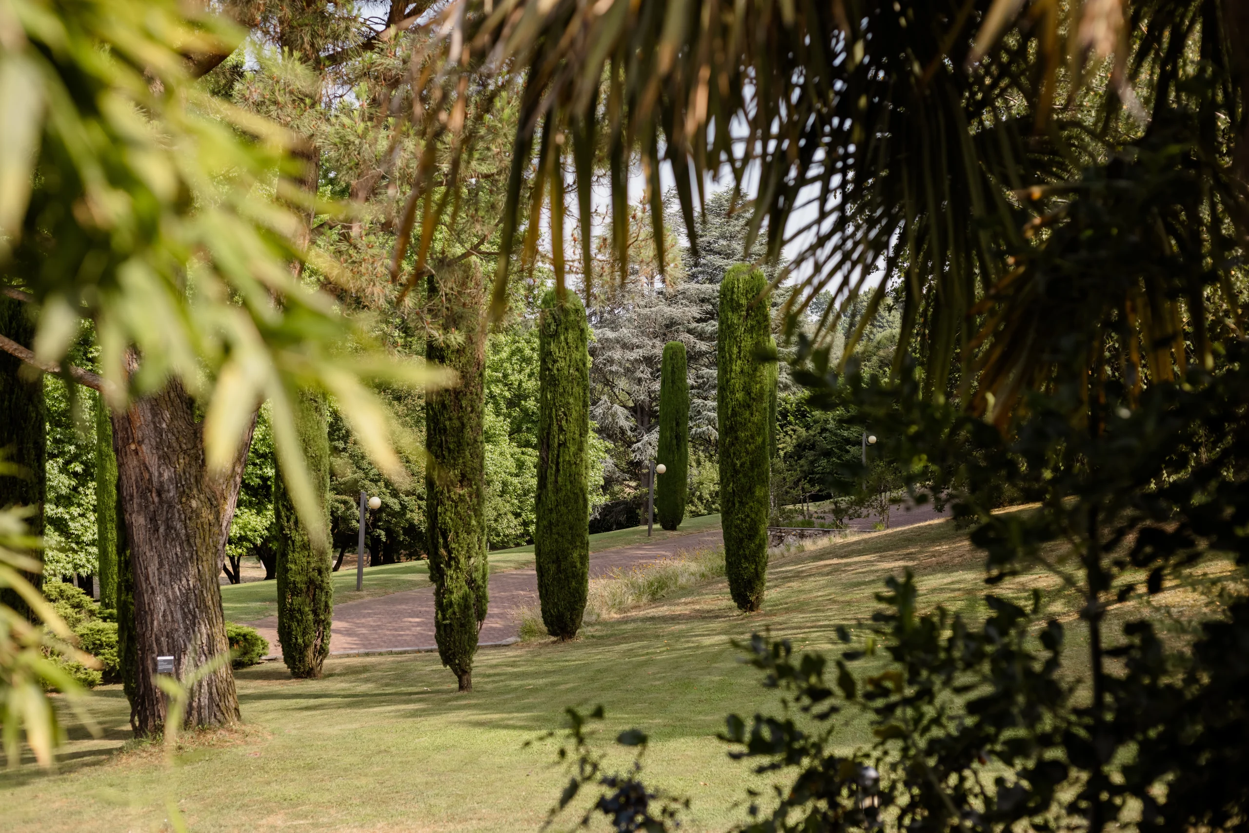 Viale alberato della Tenuta Corte Gelsi con cipressi e prato verde